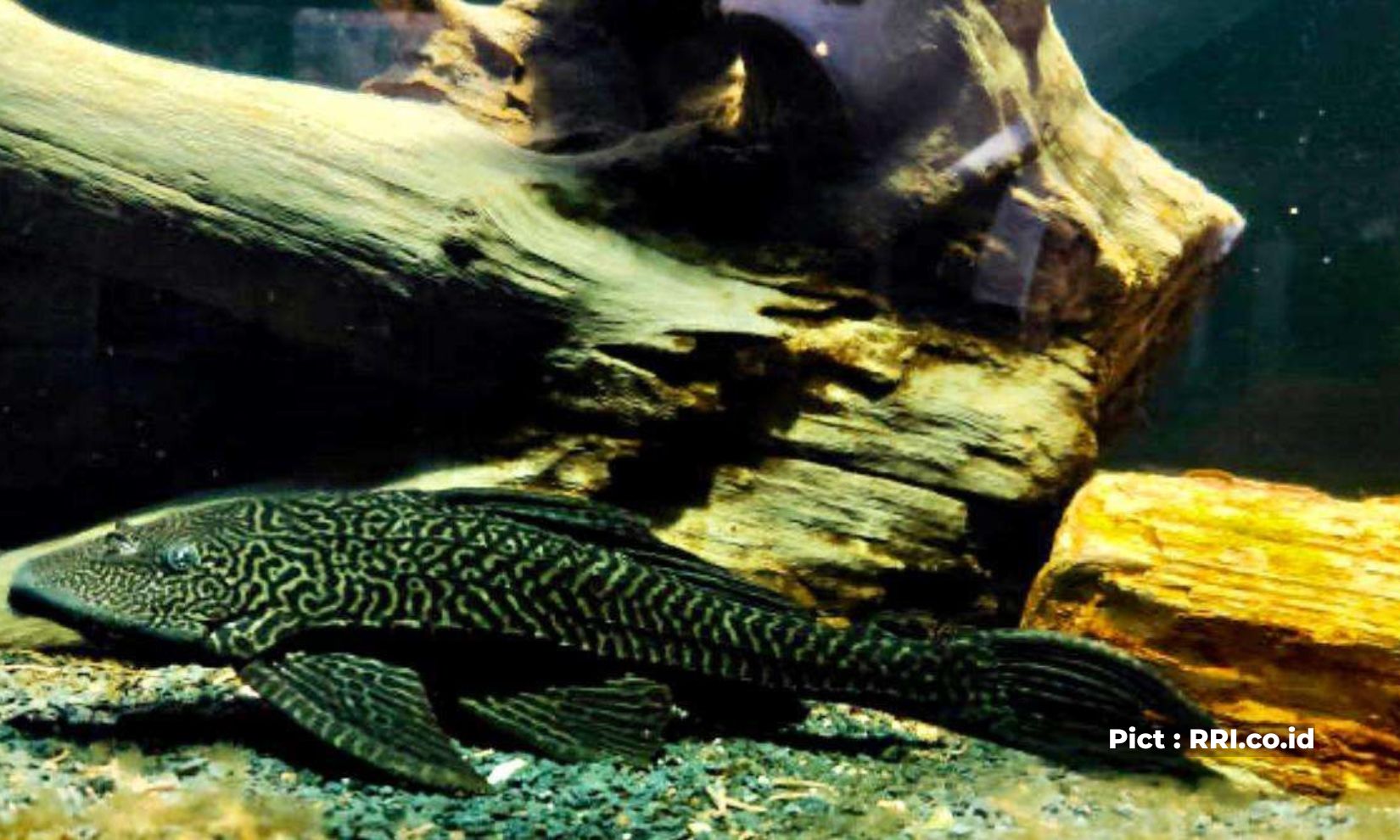ikan-sapu-sapu-ancaman-ekologis-dan-ekosistem-dibalik-indahnya-si-pembersih-akuarium