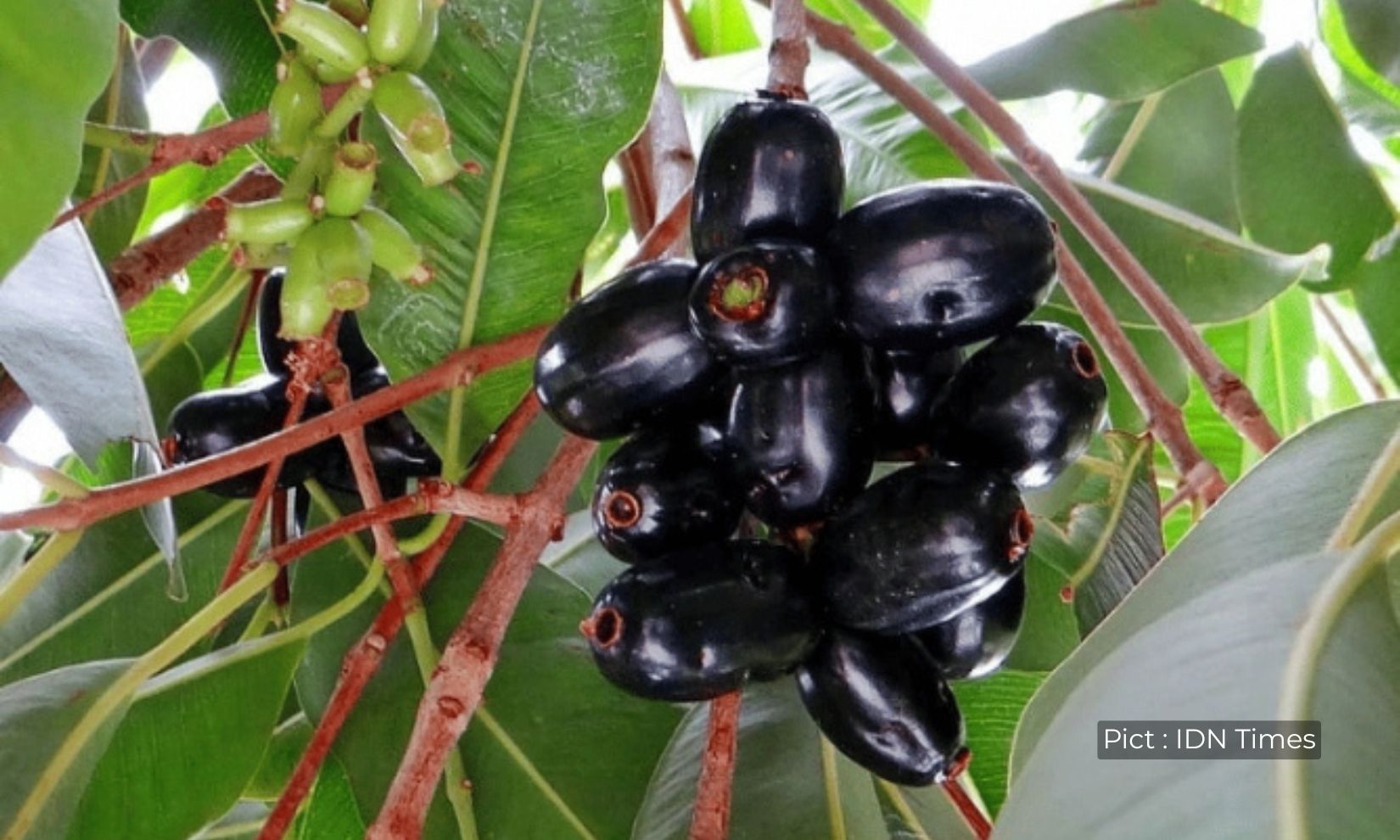 nostalgia-anak-90-an-buah-juwet-buah-legendaris-masa-kecil