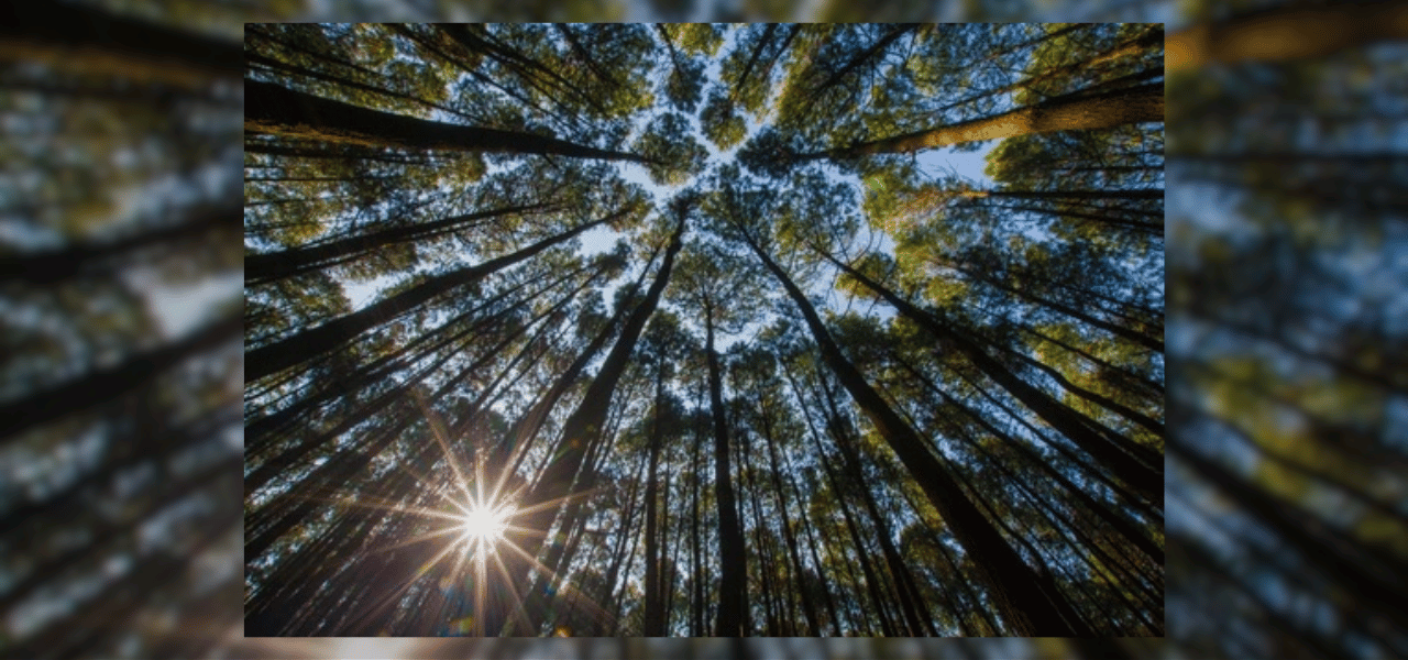 berpetualang-di-hutan-pinus-tlogomulyo-wisata-alam-yang-memukau