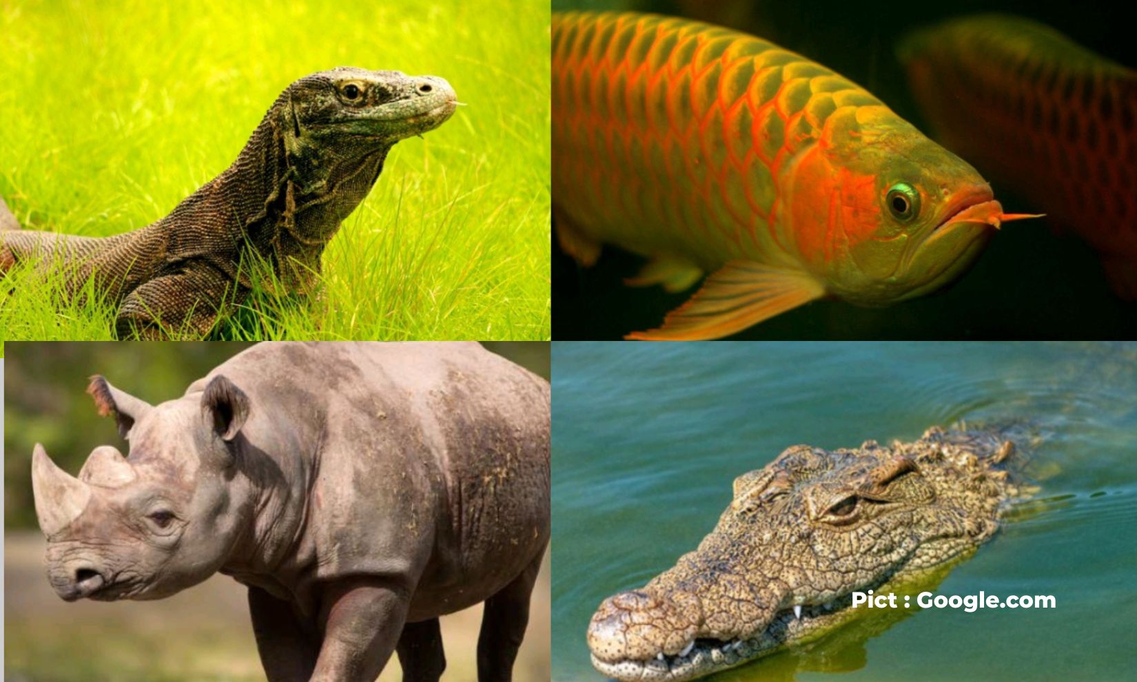 belum-punah-dan-masih-bisa-dijumpai-berikut-hewan-purba-yang-masih-hidup-di-indonesia