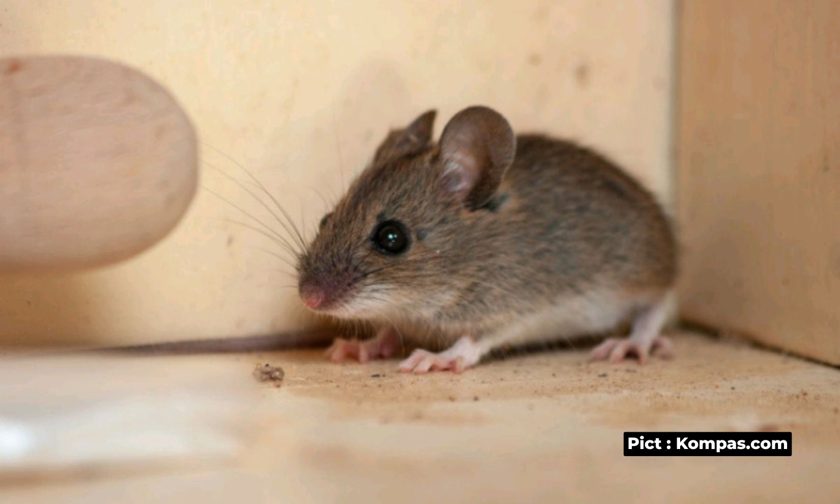 tips-mengusir-tikus-di-rumah-dengan-mudah-murah-dan-efektif