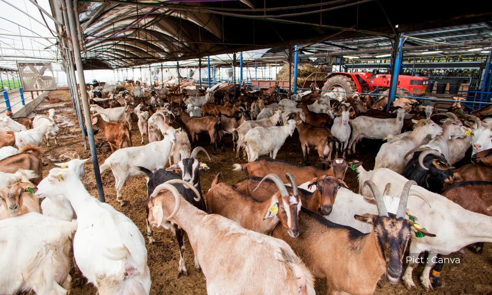 idul-adha-sudah-dekat-lokasi-beli-kambing-kurban-di-semarang-dan-tips-memilih-kambing-yang-sehat