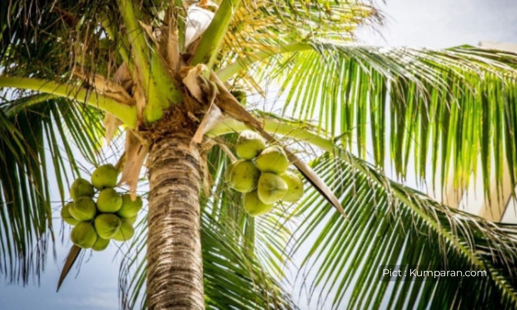 pohon-kelapa-pohon-kehidupan-dengan-segudang-manfaat-mulai-dari-daun-hingga-akarnya