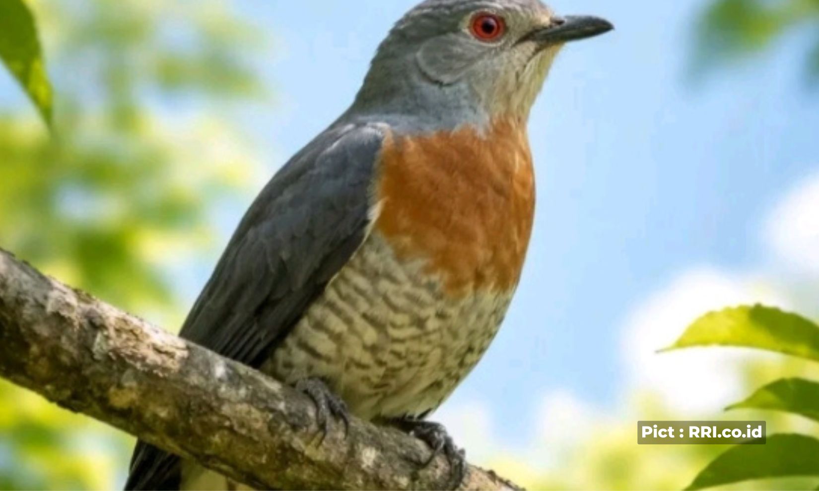 mitos-burung-kedasih-yang-diyakini-masyarakat-jawa-burung-kecil-tapi-punya-suara-melengking
