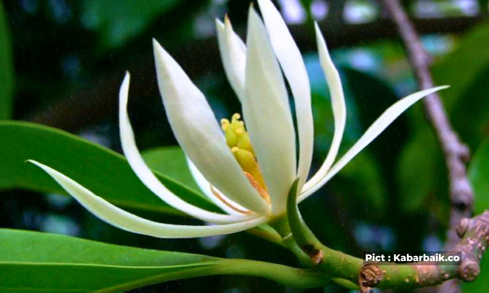 mitos-bunga-kantil-dalam-budaya-jawa-bunga-cantik-yang-sakral