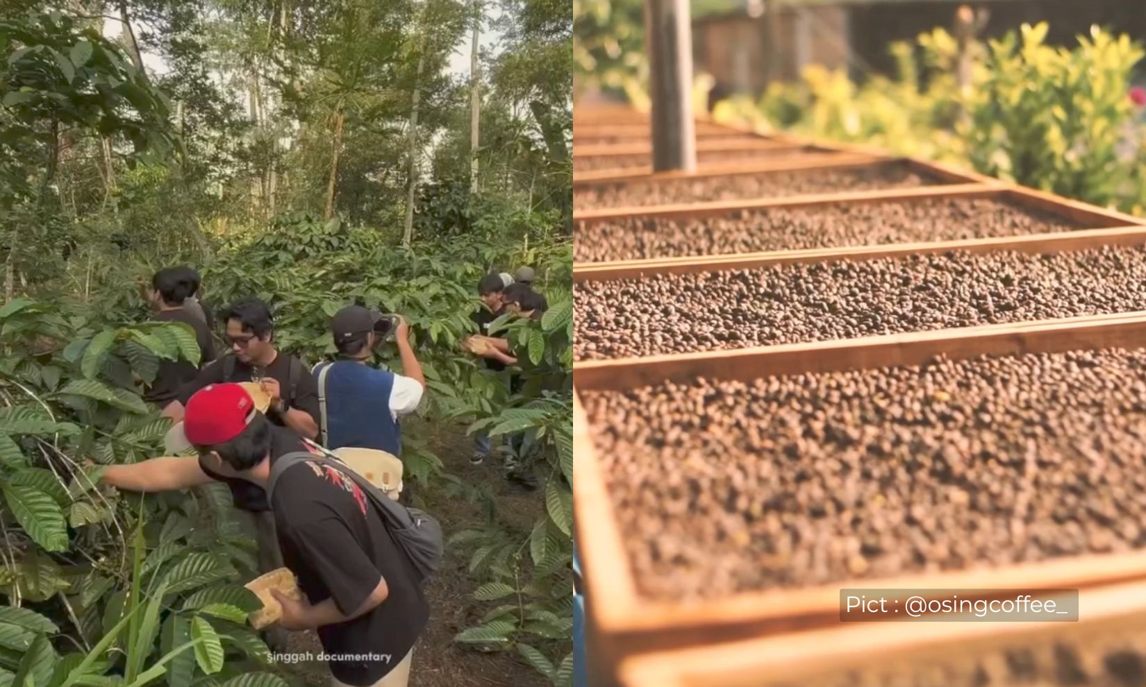 coffee-trip-di-sumowono-pengalaman-memetik-kopi-hingga-siap-seduh-di-meja-sendiri-bersama-roomah-osing-coffee