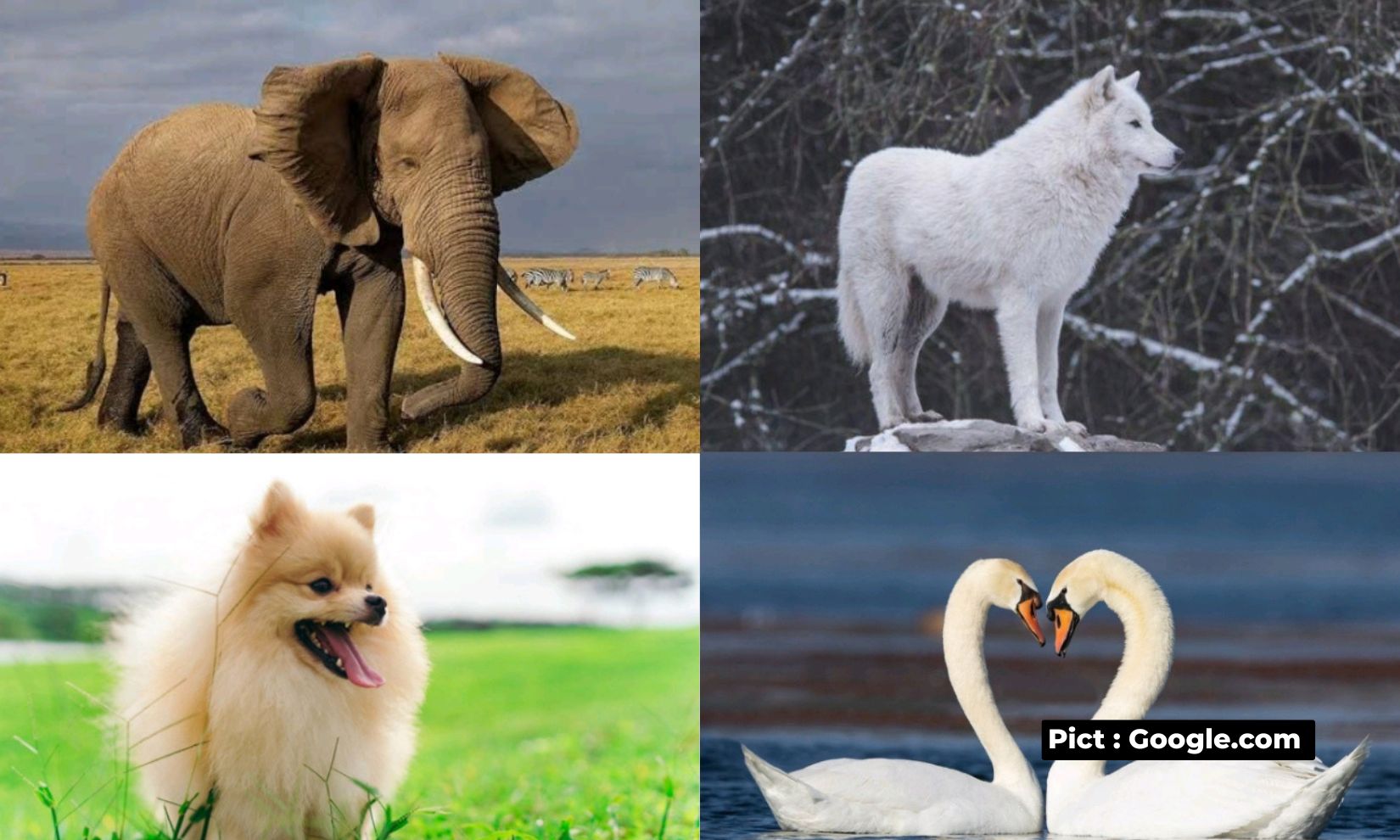 selain-peka-dan-pintar-hewan-hewan-ini-juga-dikenal-setia-lho