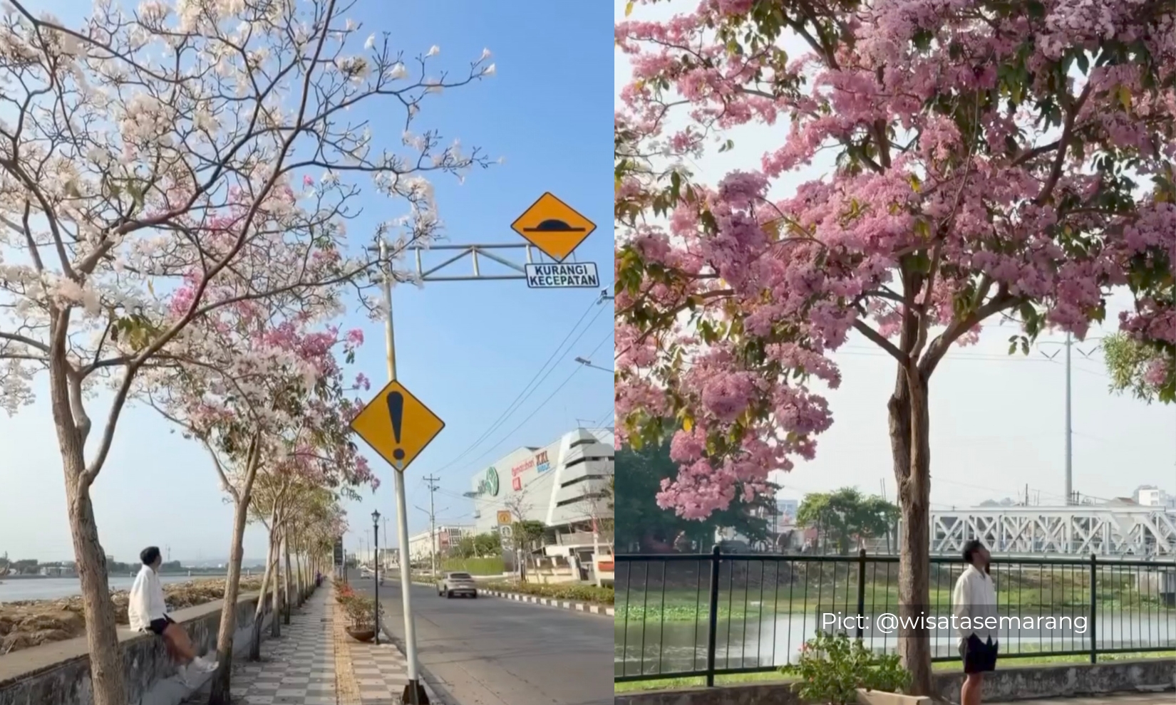 semarang-rasa-di-jepang-spot-foto-viral-cantiknya-bunga-tabebuya-di-jalan-madukoro