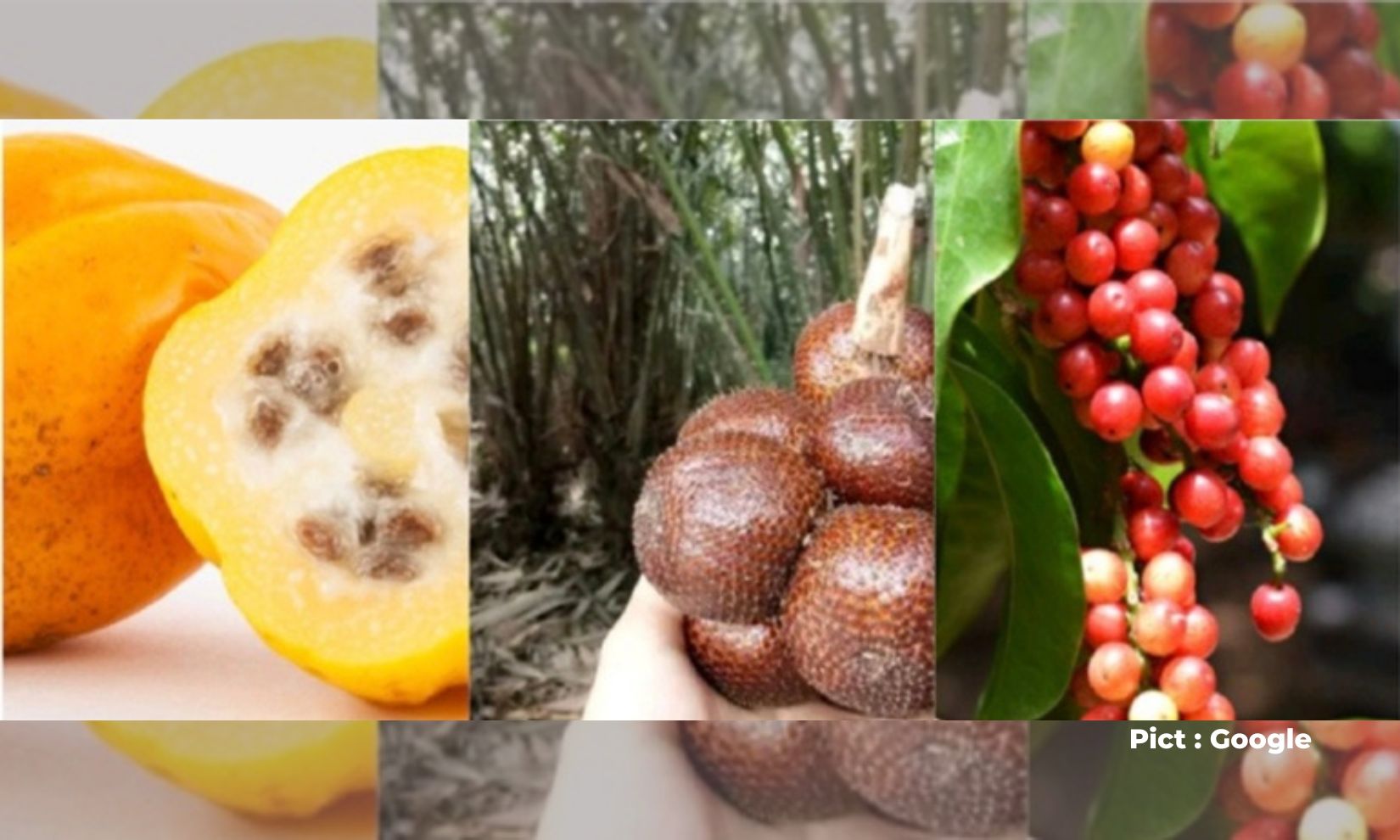 keanekaragaman-alam-mengenal-lebih-dekat-buah-unik-yang-ada-di-jawa-tengah