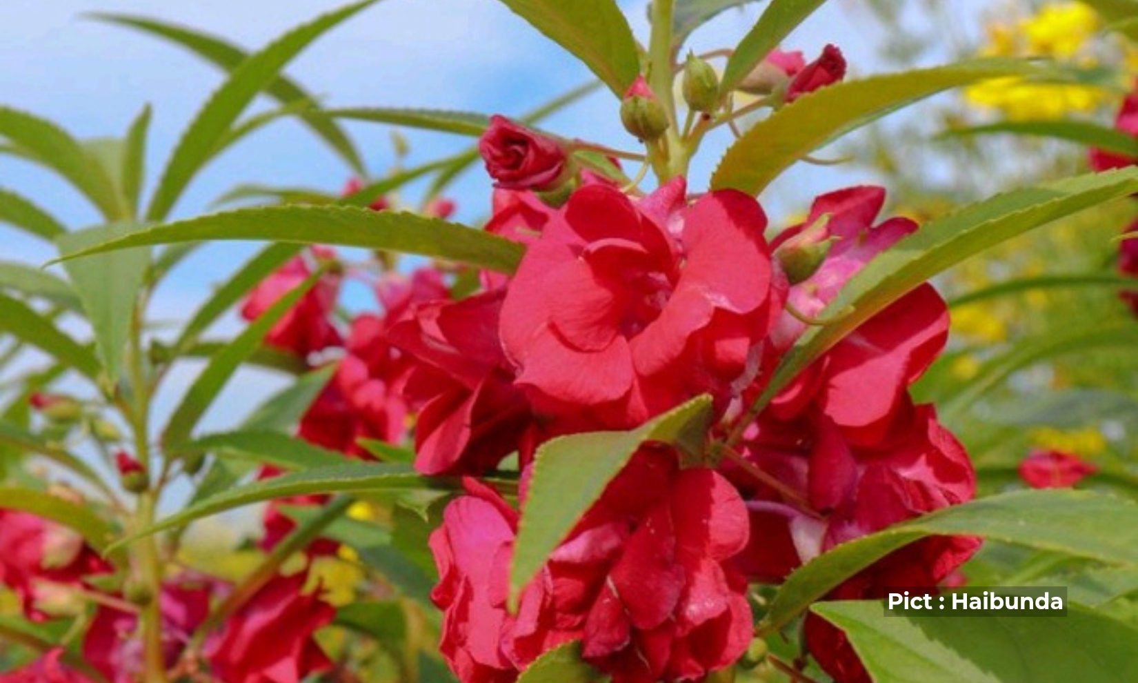 nostalgia-masa-kecil-warga-kelahiran-90an-pacar-air-daun-kecil-penghias-kuku-ala-anak-jaman-dulu