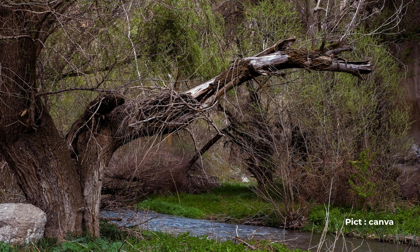 semarang-dilanda-cuaca-ekstrem-65-pohon-tumbang-dalam-sehari-cek-titik-pohon-tumbang