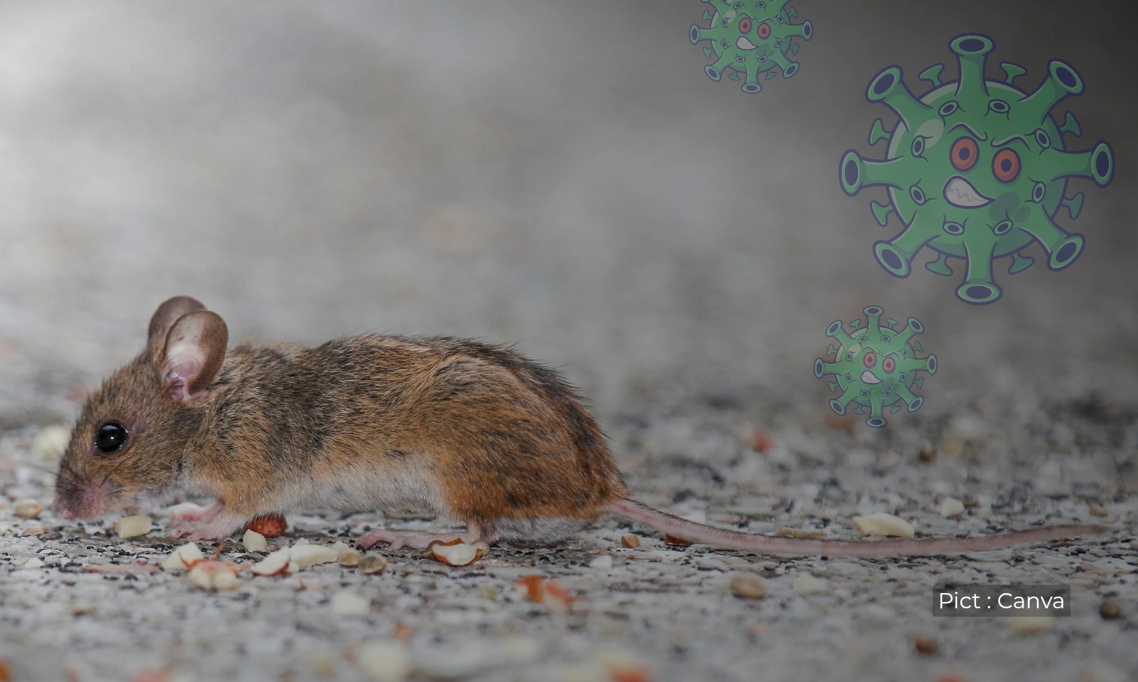 hantavirus-virus-zoonosis-yang-bisa-berujung-kematian-kenali-gejala-dan-pencegahannya